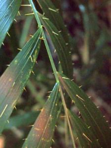 Calamus 3 .jpg